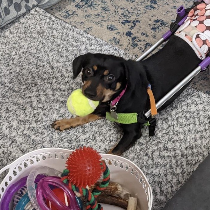 Enlarge Joy, a Adoptable Dachshund in Richmond Hill, ON image 4/4