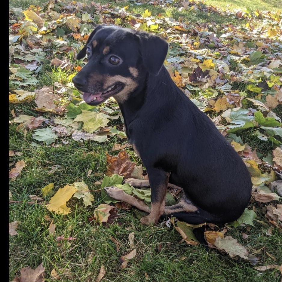 Enlarge Joy, a Adoptable Dachshund in Richmond Hill, ON image 3/4