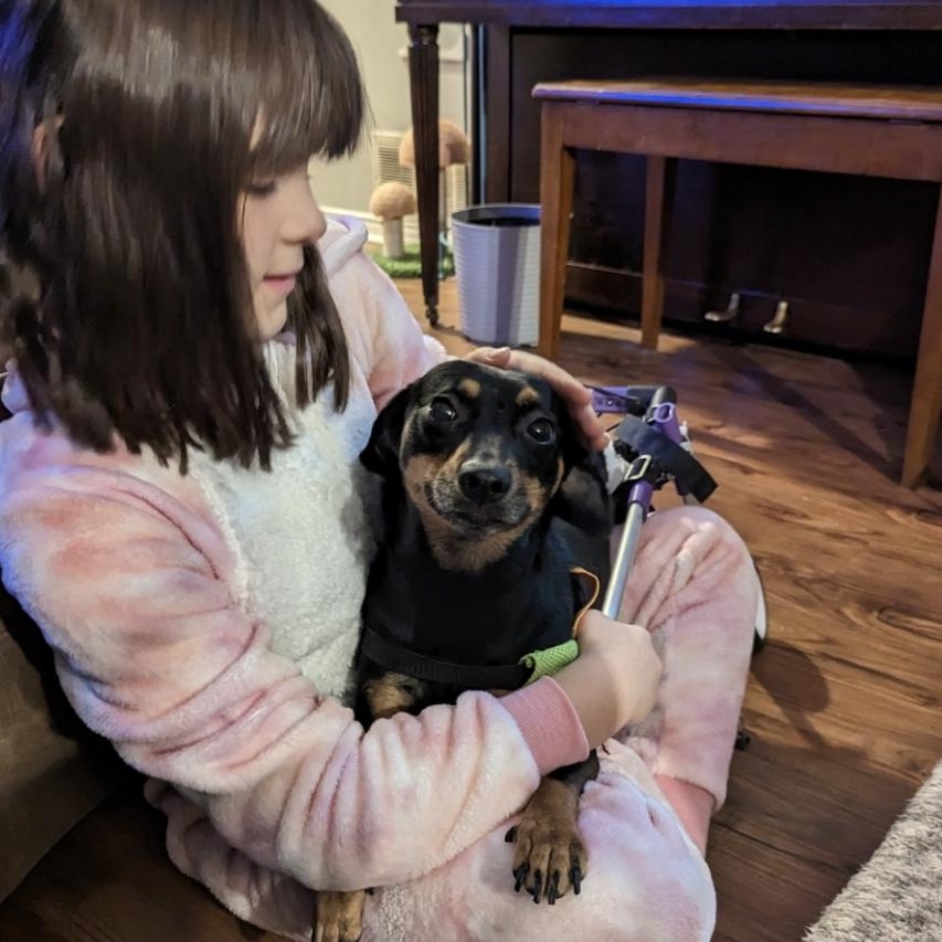 Enlarge Joy, a Adoptable Dachshund in Richmond Hill, ON image 2/4