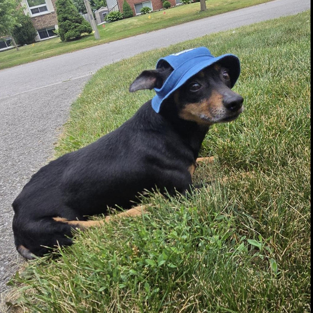 Enlarge Joy, a Adoptable Dachshund in Richmond Hill, ON image 1/4