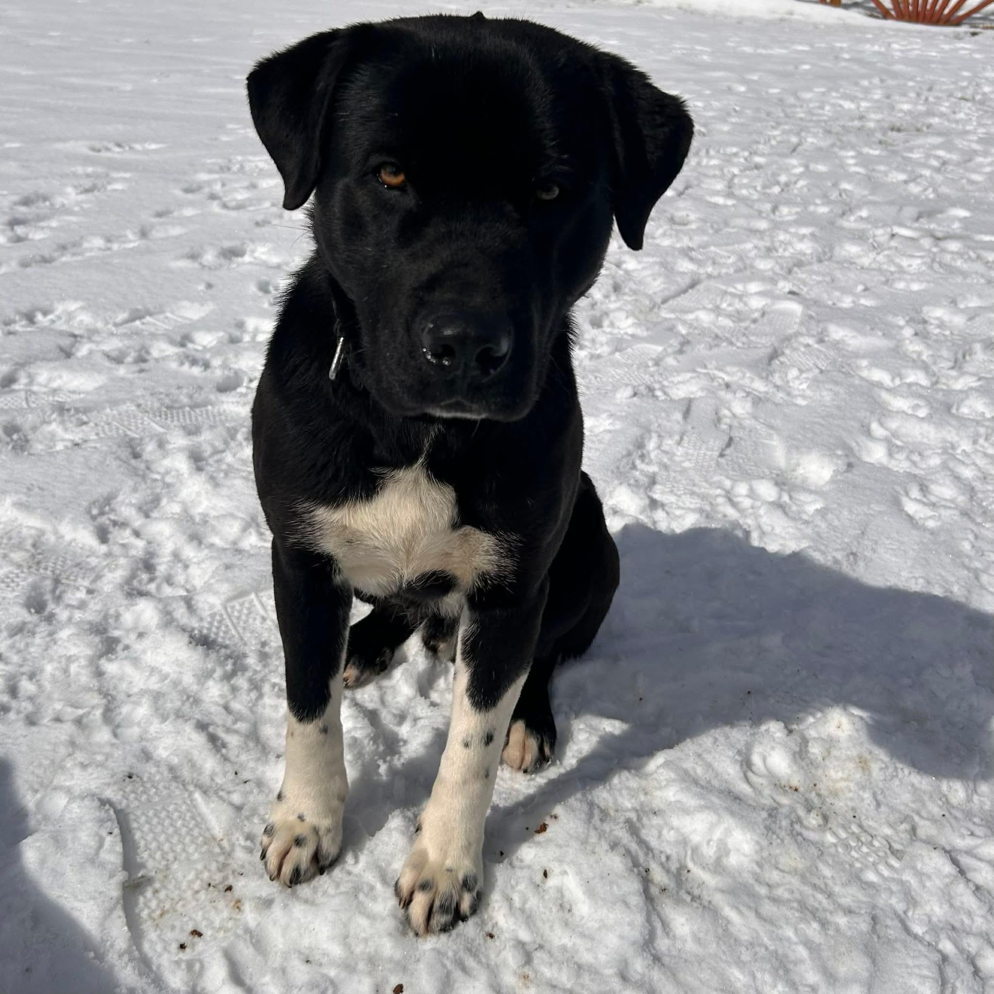 Booker, ADOPTABLE, Young Male Mixed Breed.