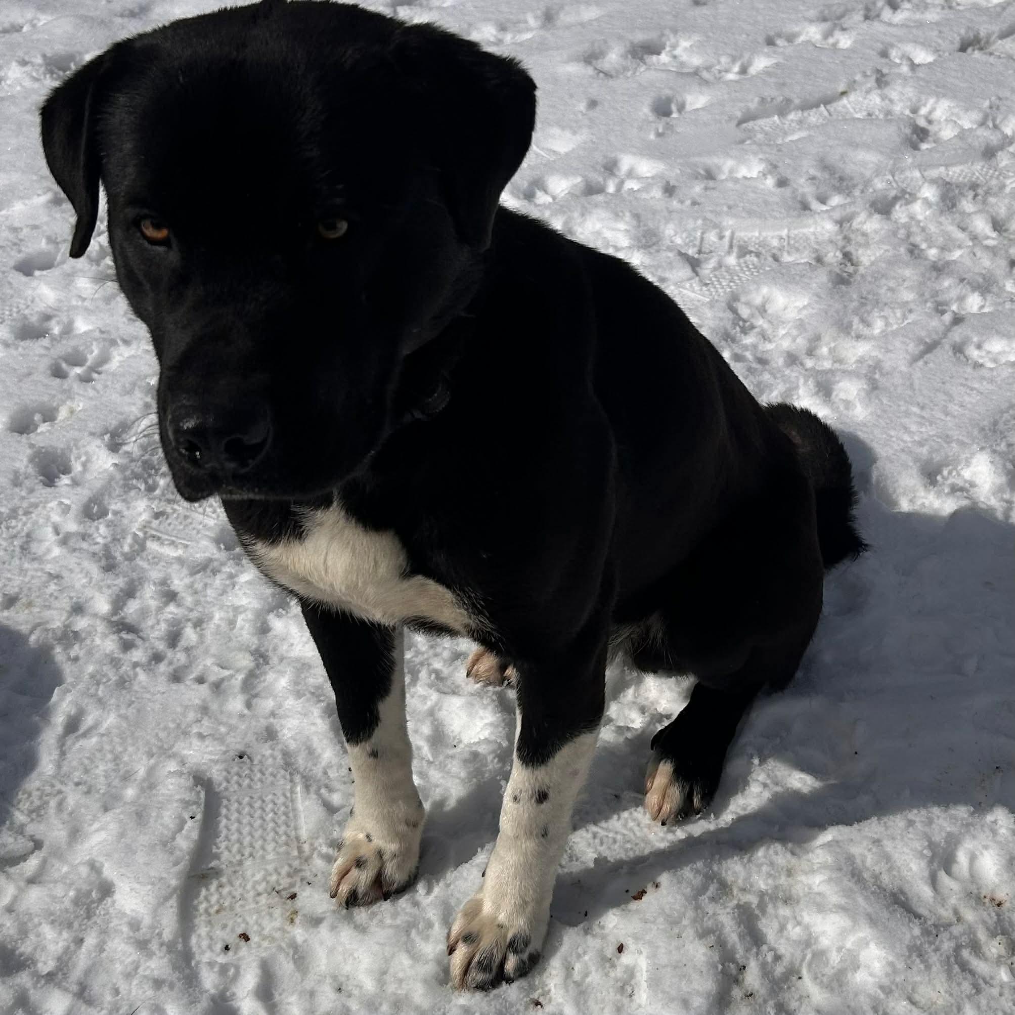 Enlarge Booker, a ADOPTABLE Mixed Breed in Edmonton, AB image 2/3