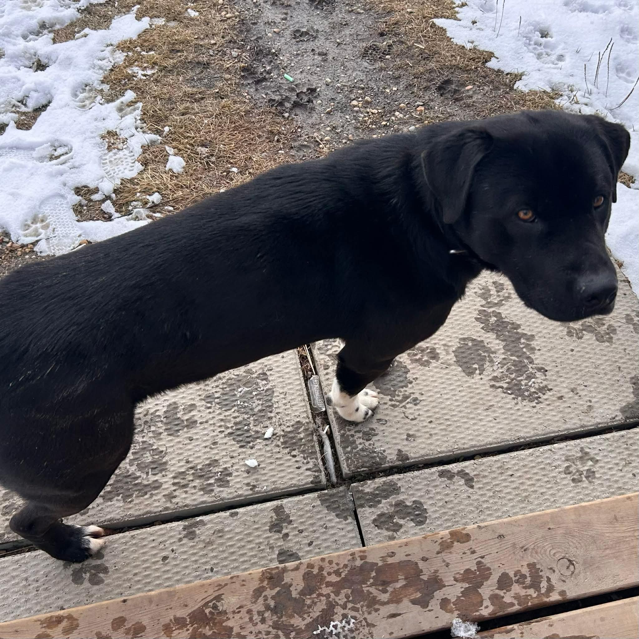 Enlarge Booker, a ADOPTABLE Mixed Breed in Edmonton, AB image 3/3