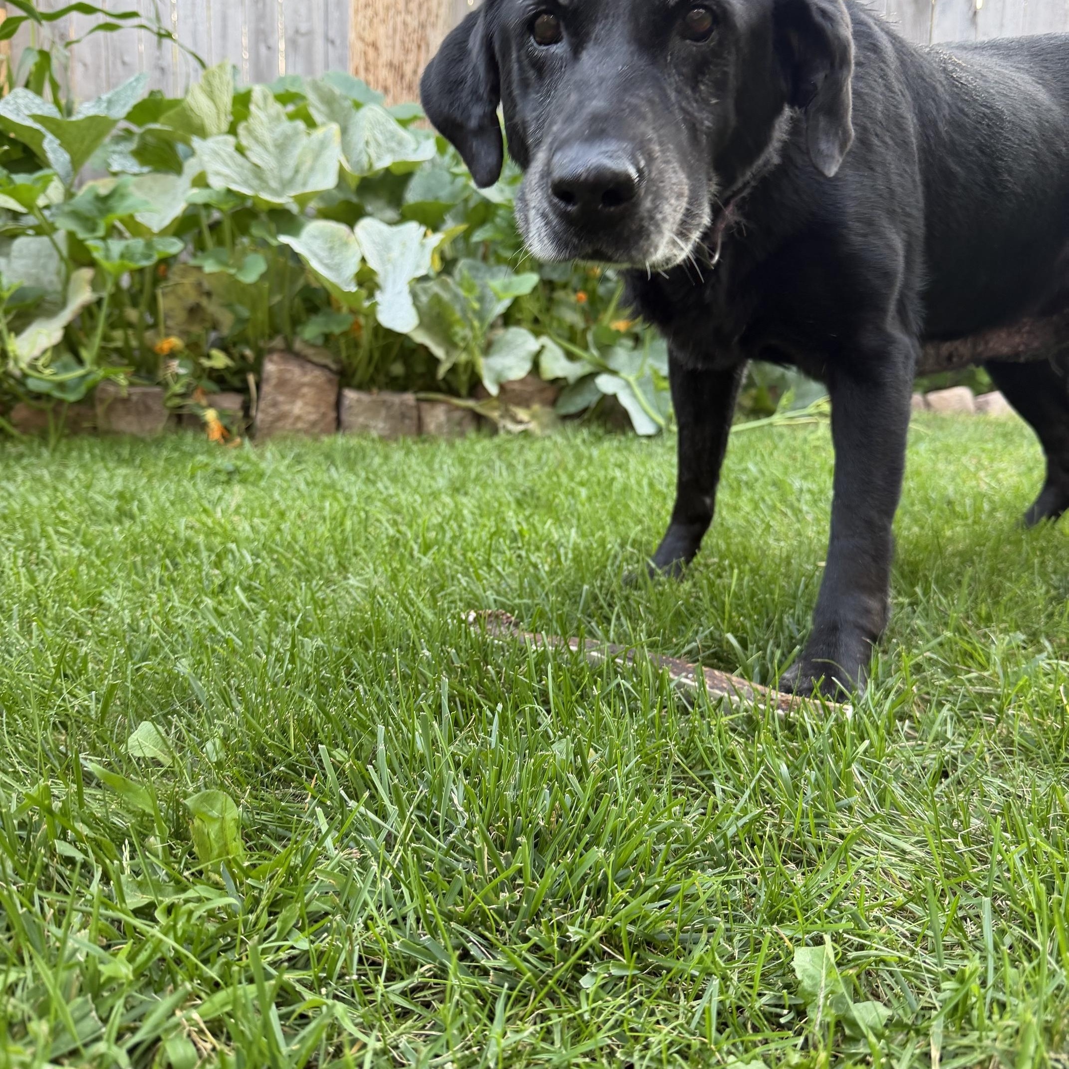 Enlarge Gloria (Rory), a Adoptable Mixed Breed in Oacoma, SD image 5/5