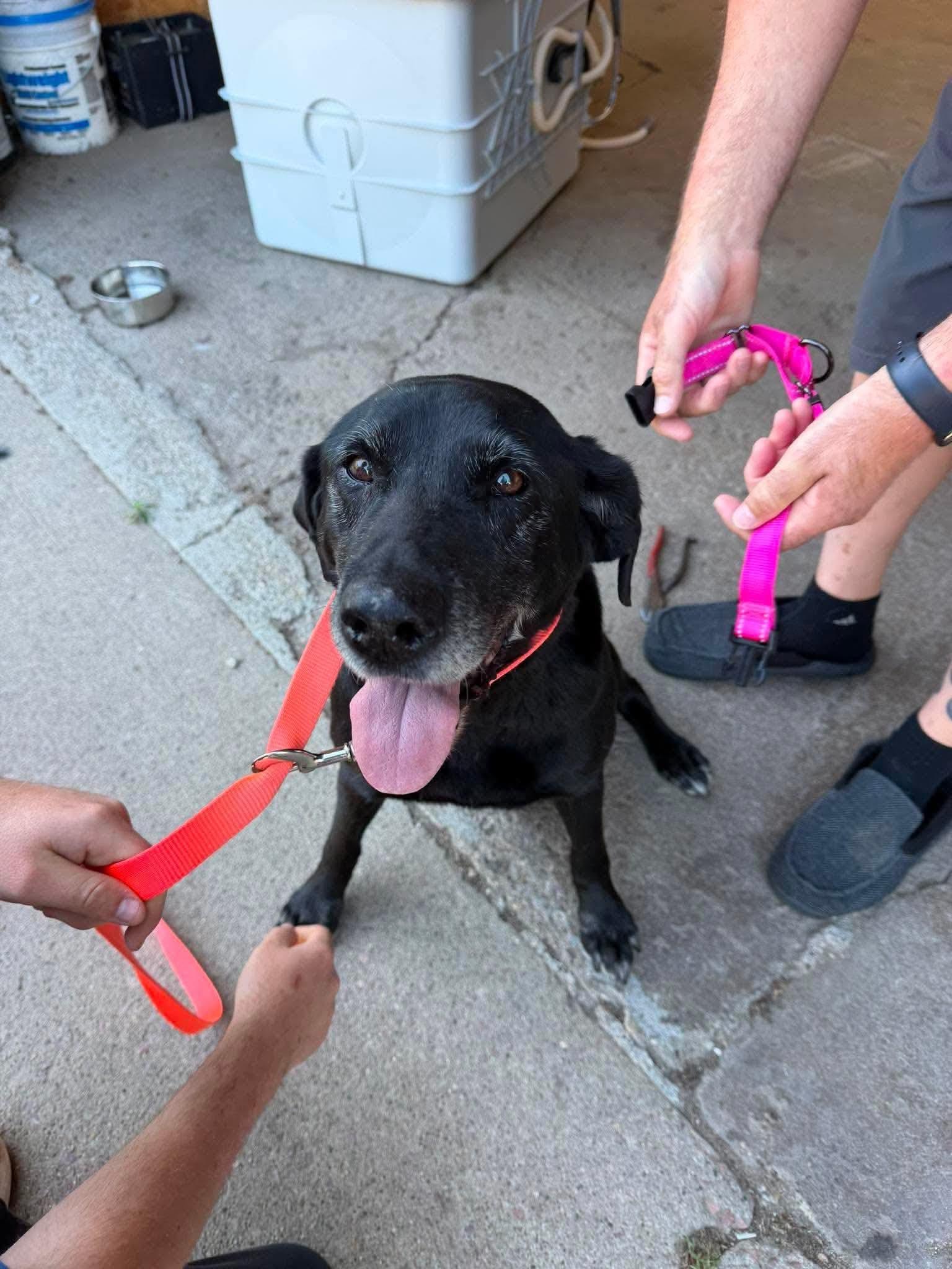 Enlarge Gloria (Rory), a Adoptable Mixed Breed in Oacoma, SD image 2/5
