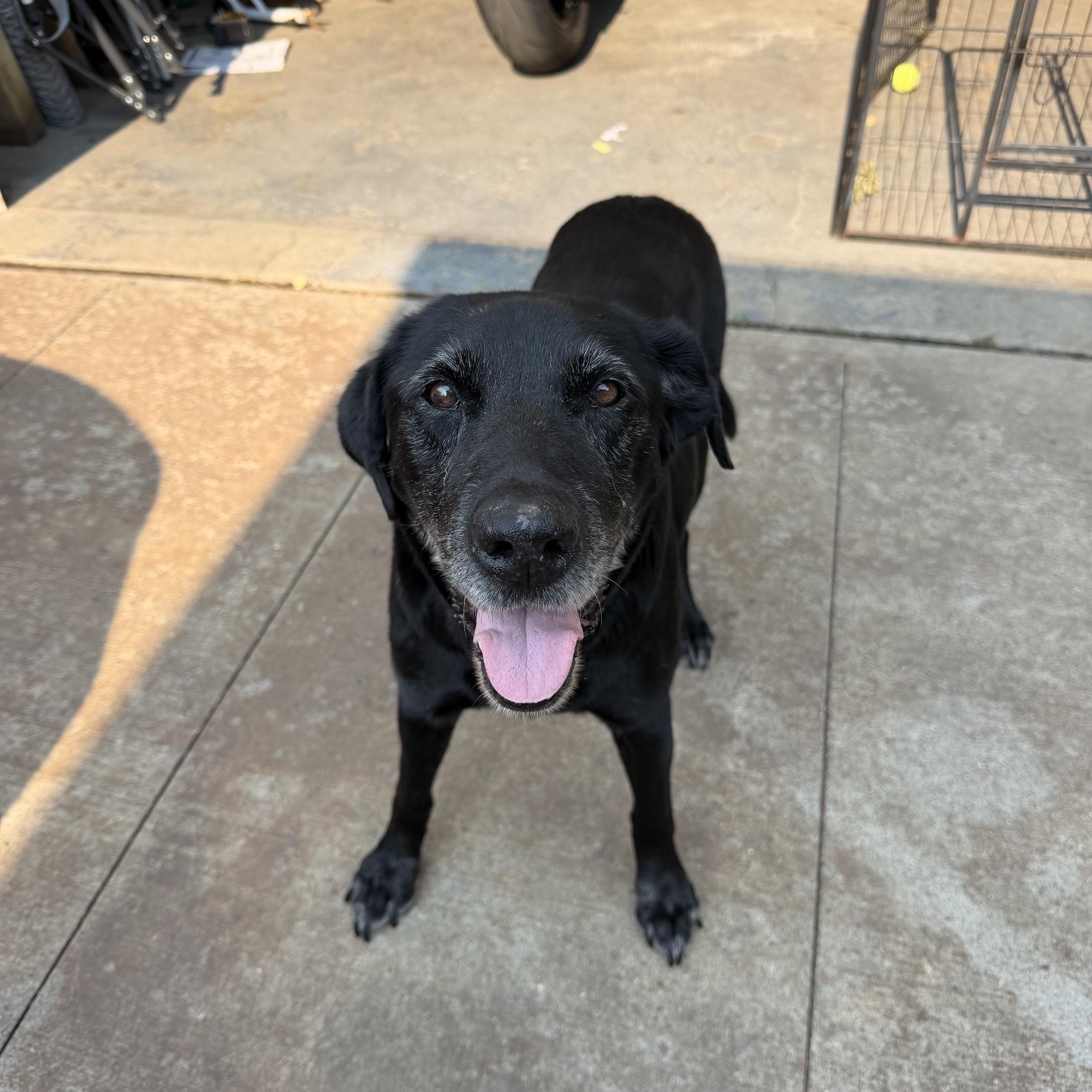Gloria (Rory), Adoptable, Senior Female Mixed Breed.