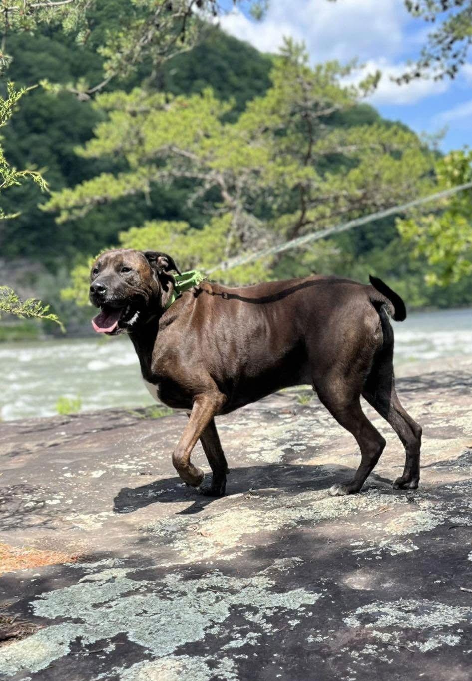 Enlarge Bucky (5yo, 99lbs), a Adoptable mixed breed in Hinton, WV image 1/3