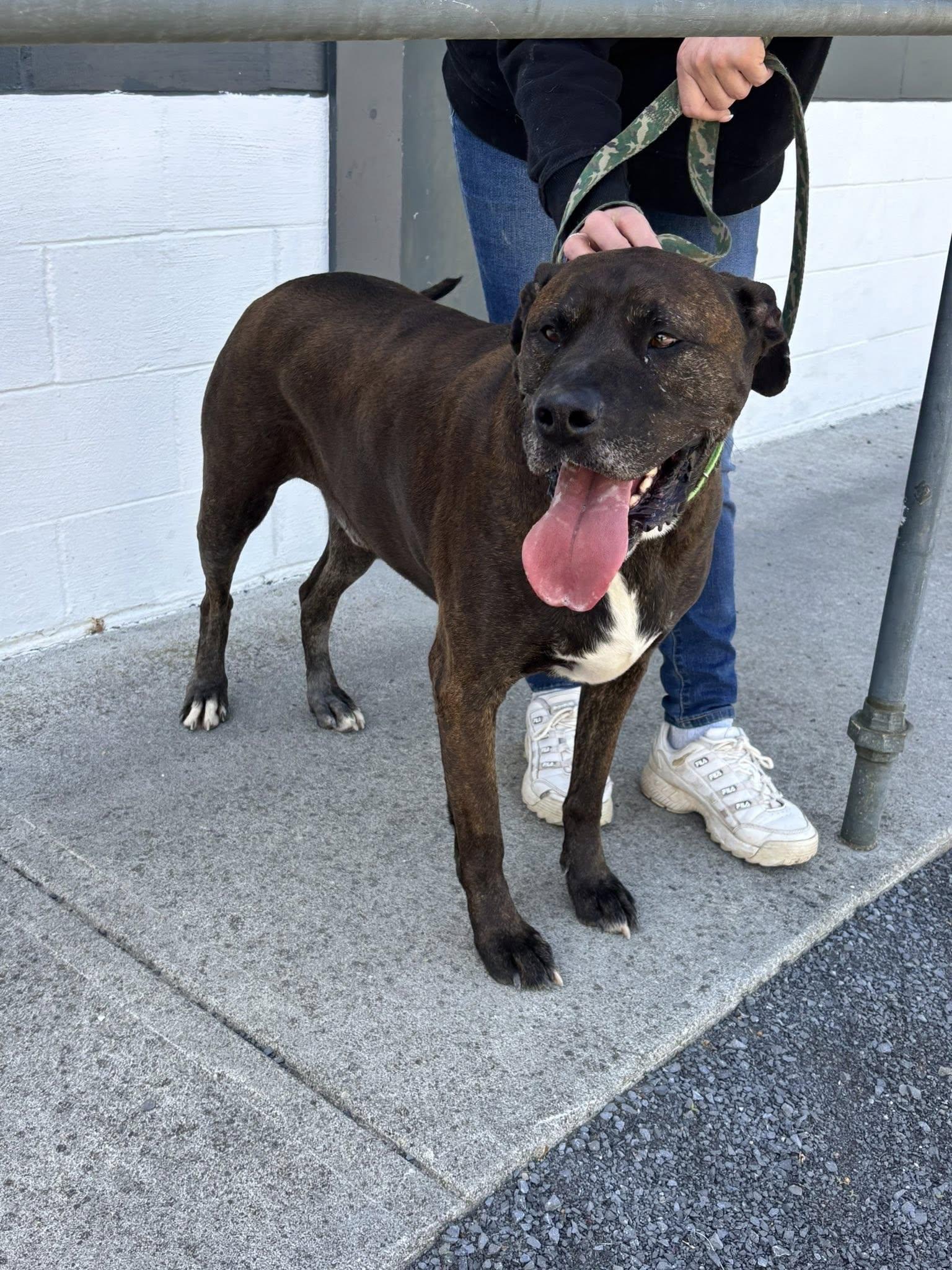Enlarge Bucky (5yo, 99lbs), a Adoptable mixed breed in Hinton, WV image 2/3