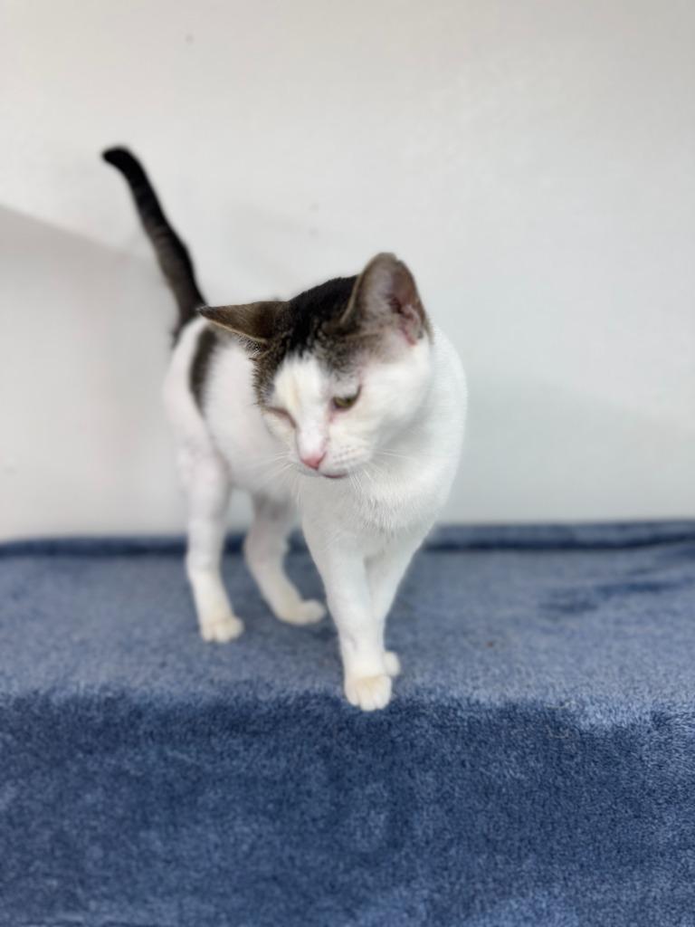 Lydia, Adoptable, Adult Female Domestic Short Hair.