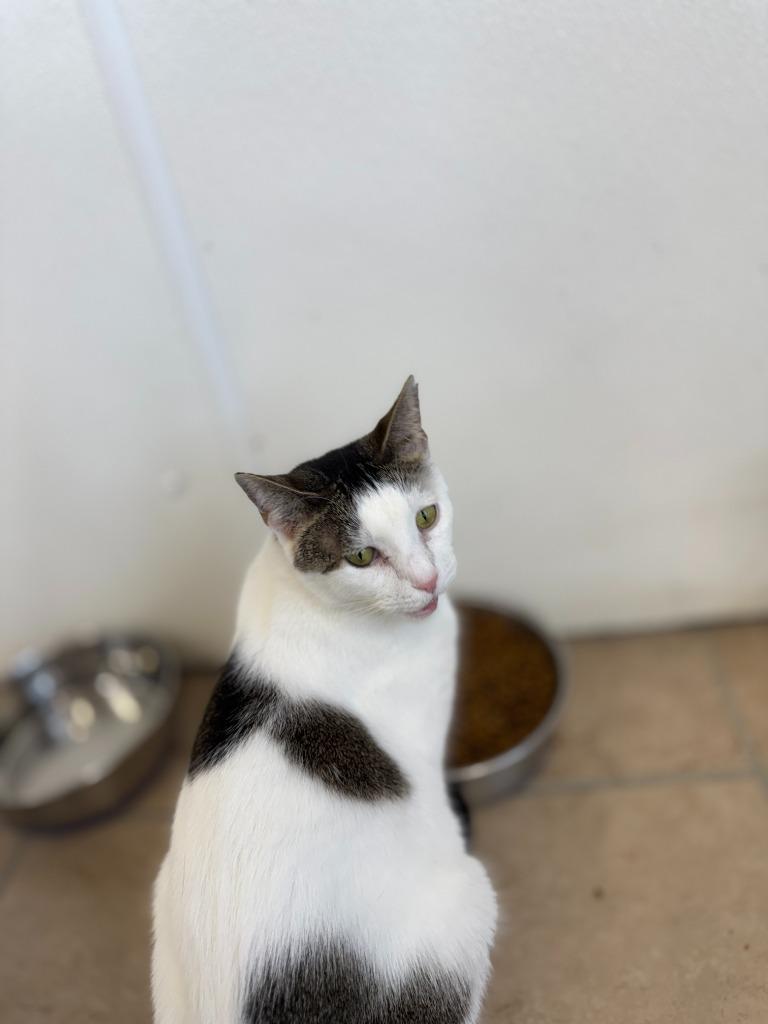 Lydia, a Adoptable mixed breed in Hastings, NE image 2/3