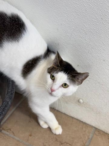 Lydia, a Adoptable mixed breed in Hastings, NE image 3/3
