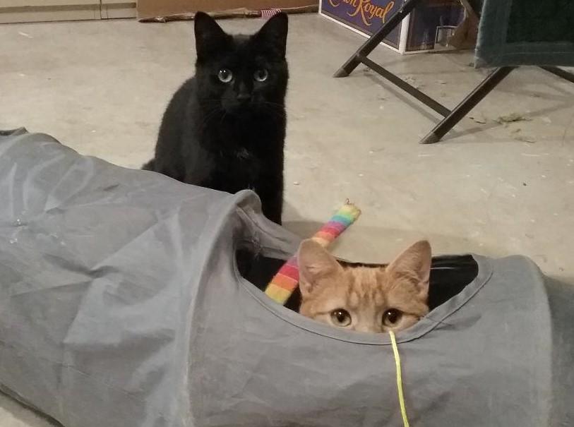 Enlarge Trip (Buddy) & Lovey, a ADOPTABLE Domestic Short Hair in Cambridge, ON image 3/6