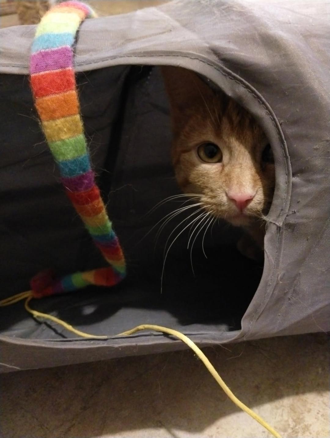 Enlarge Trip (Buddy) & Lovey, a ADOPTABLE Domestic Short Hair in Cambridge, ON image 5/6