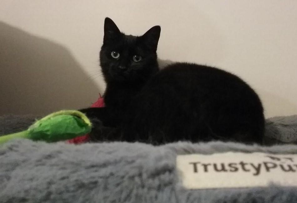 Enlarge Trip (Buddy) & Lovey, a ADOPTABLE Domestic Short Hair in Cambridge, ON image 4/6