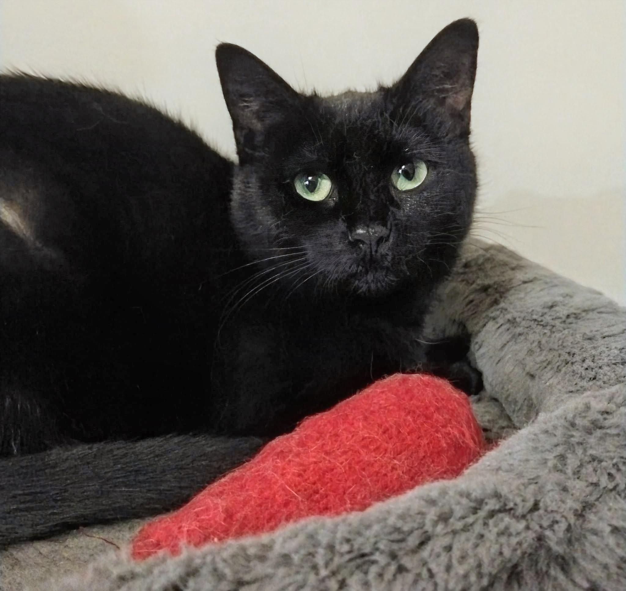 Enlarge Trip (Buddy) & Lovey, a ADOPTABLE Domestic Short Hair in Cambridge, ON image 4/6