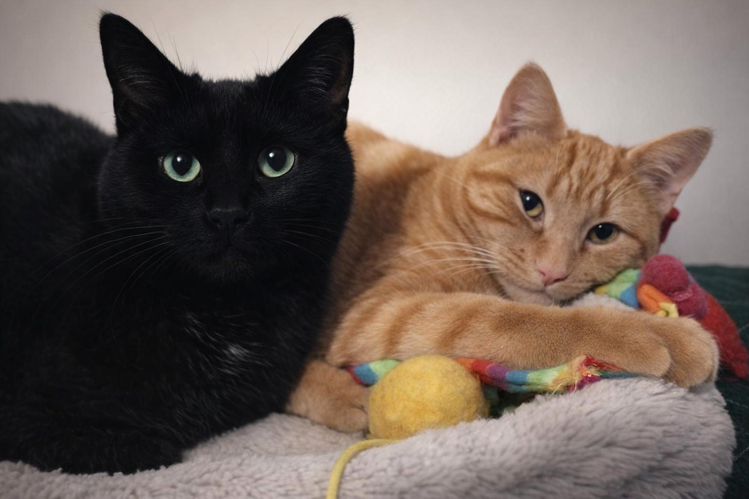 Enlarge Trip (Buddy) & Lovey, a ADOPTABLE Domestic Short Hair in Cambridge, ON image 1/6