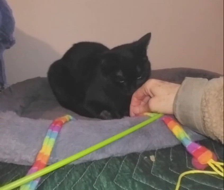 Enlarge Trip (Buddy) & Lovey, a ADOPTABLE Domestic Short Hair in Cambridge, ON video 6/6