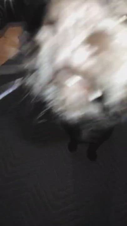 Enlarge Trip (Buddy) & Lovey, a ADOPTABLE Domestic Short Hair in Cambridge, ON video 5/6