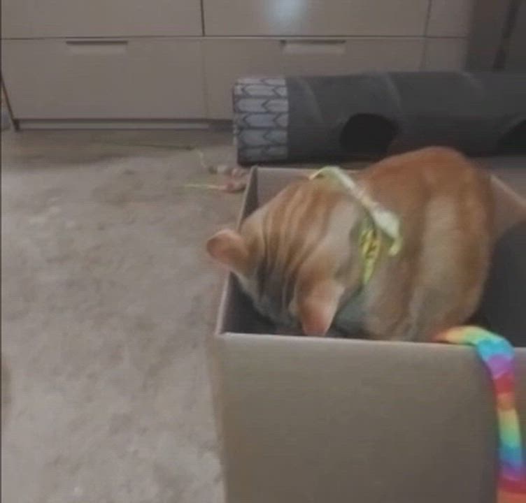 Enlarge Trip (Buddy) & Lovey, a ADOPTABLE Domestic Short Hair in Cambridge, ON video 6/6