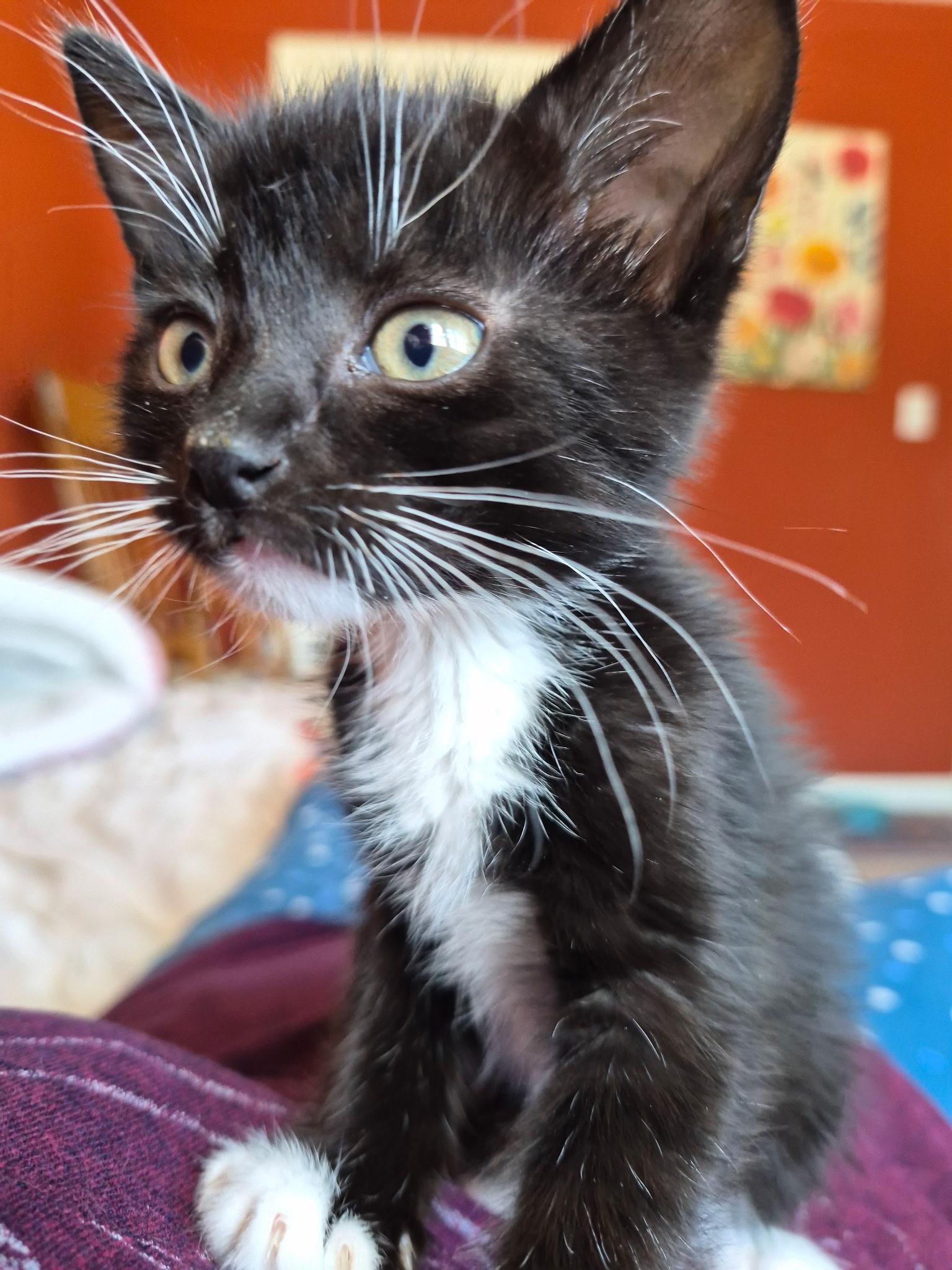 Freddie, adopted, Kitten Male Domestic Short Hair.