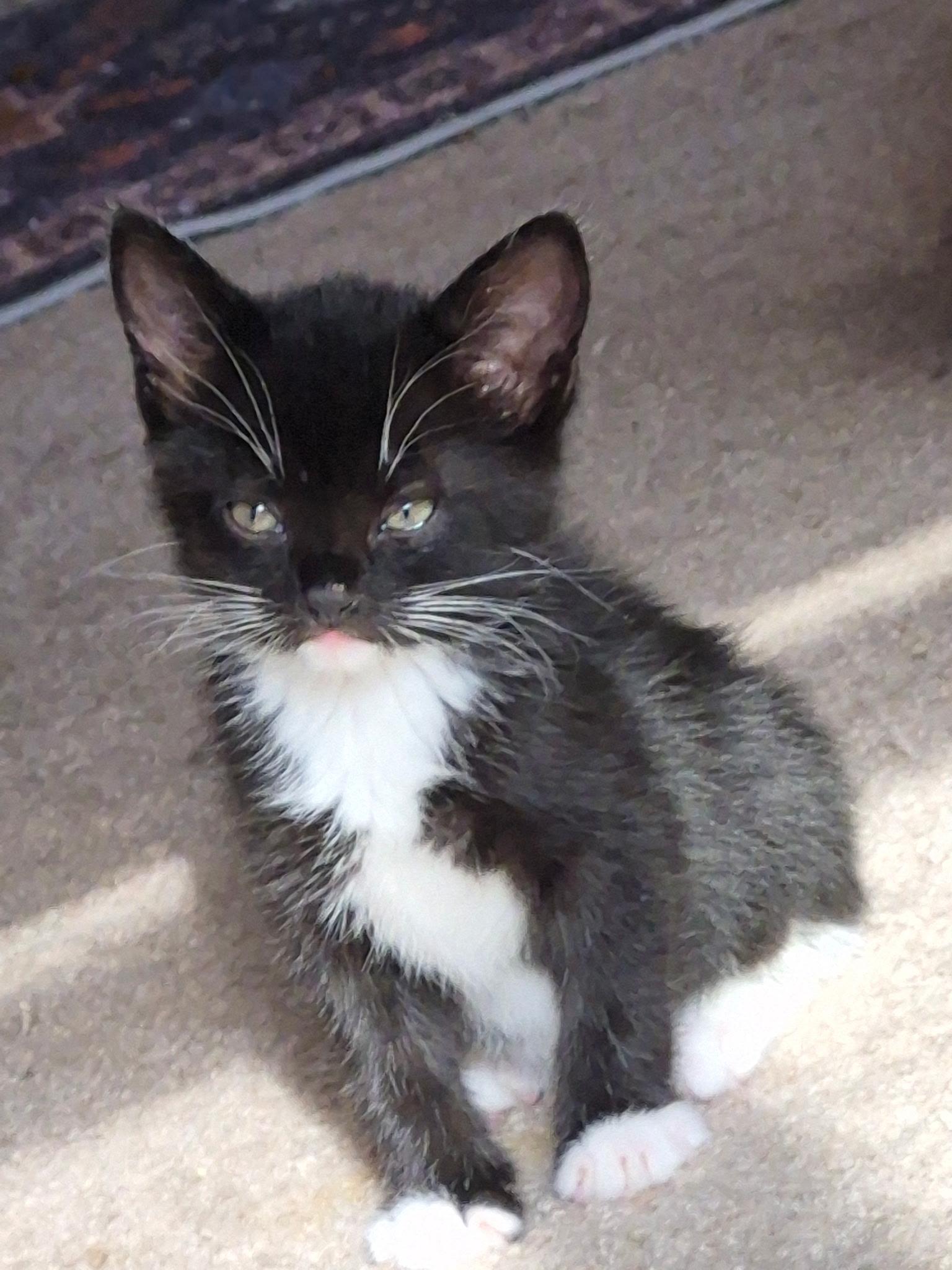 Enlarge Freddie, an adopted Domestic Short Hair in Gardnerville, NV image 3/5