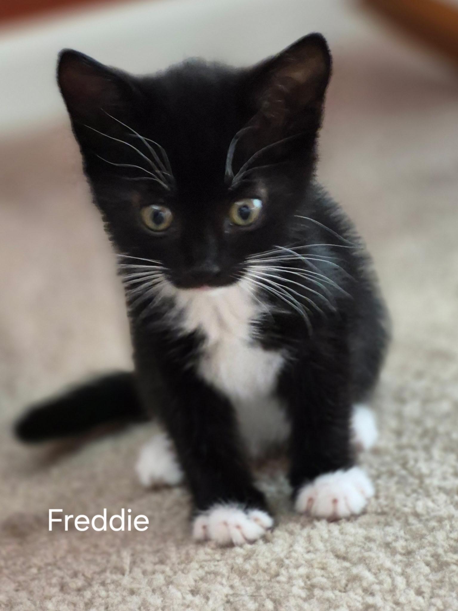 Enlarge Freddie, an adopted Domestic Short Hair in Gardnerville, NV image 2/5