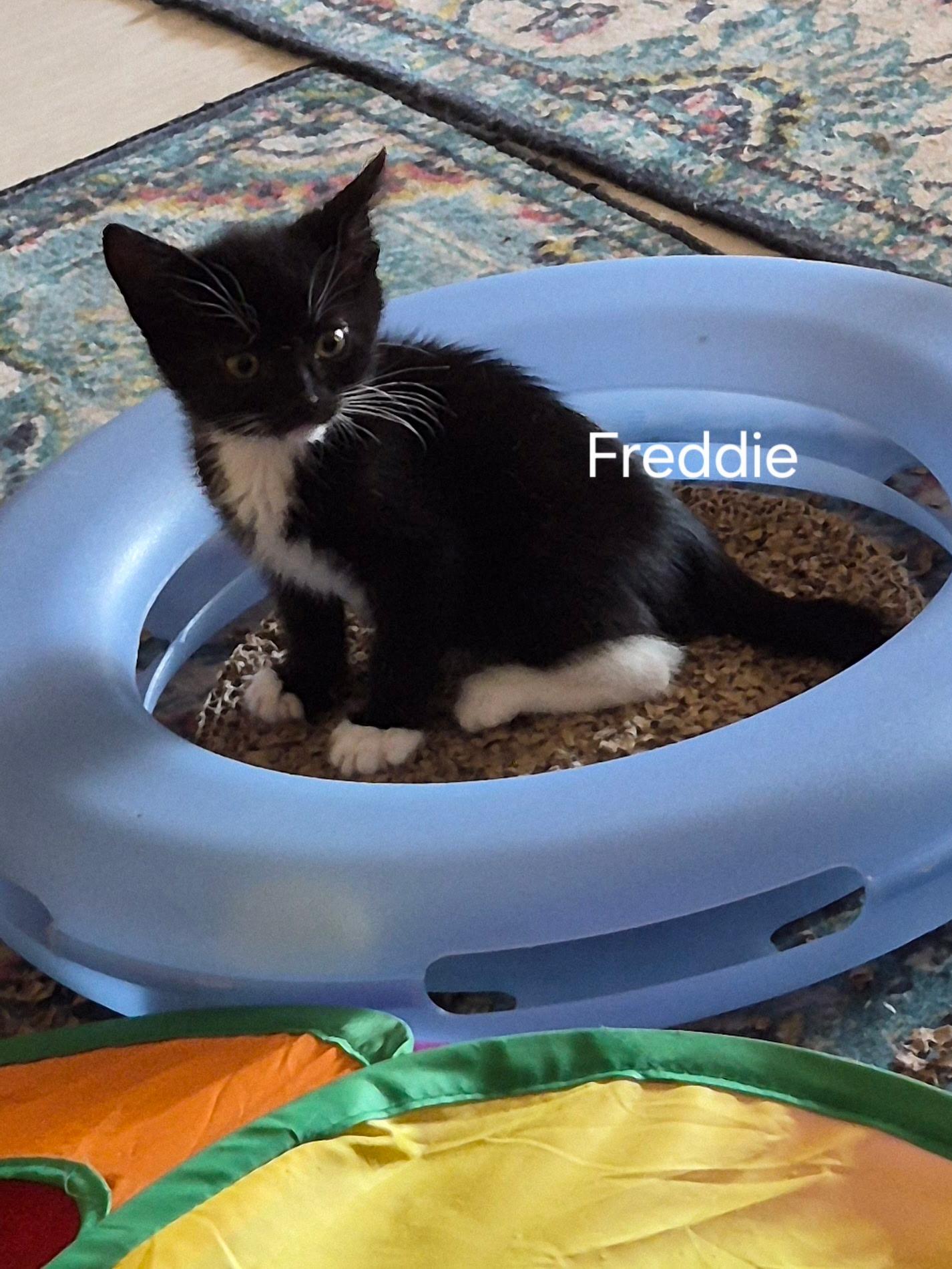 Enlarge Freddie, an adopted Domestic Short Hair in Gardnerville, NV image 5/5