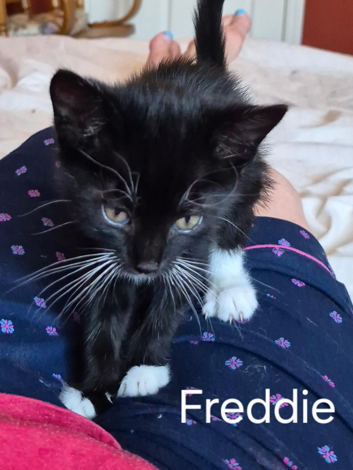 Enlarge Freddie, an adopted Domestic Short Hair in Gardnerville, NV image 4/5