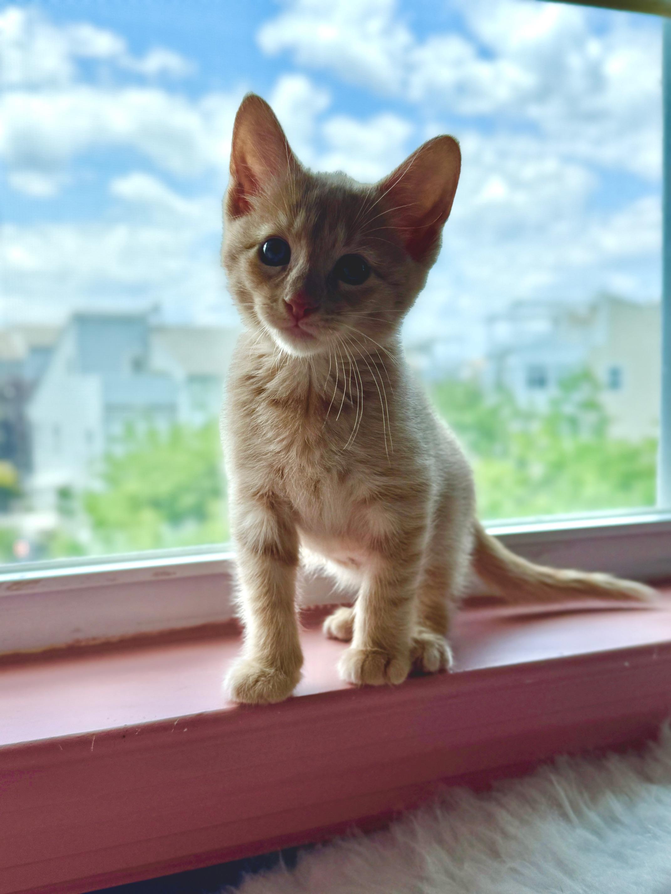 Enlarge Sully, a Adopted Domestic Short Hair in Arverne, NY image 2/2