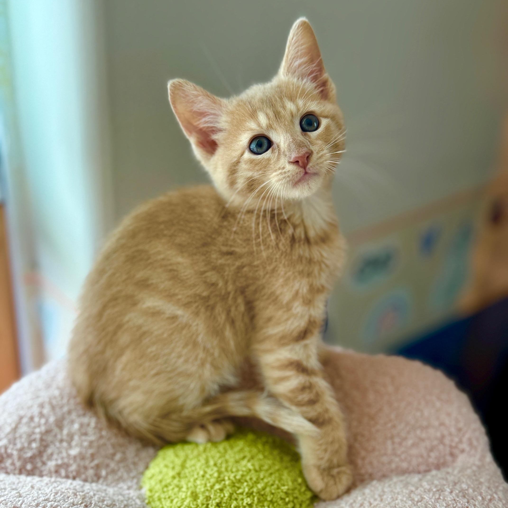 Enlarge Sully, a Adopted Domestic Short Hair in Arverne, NY image 1/2