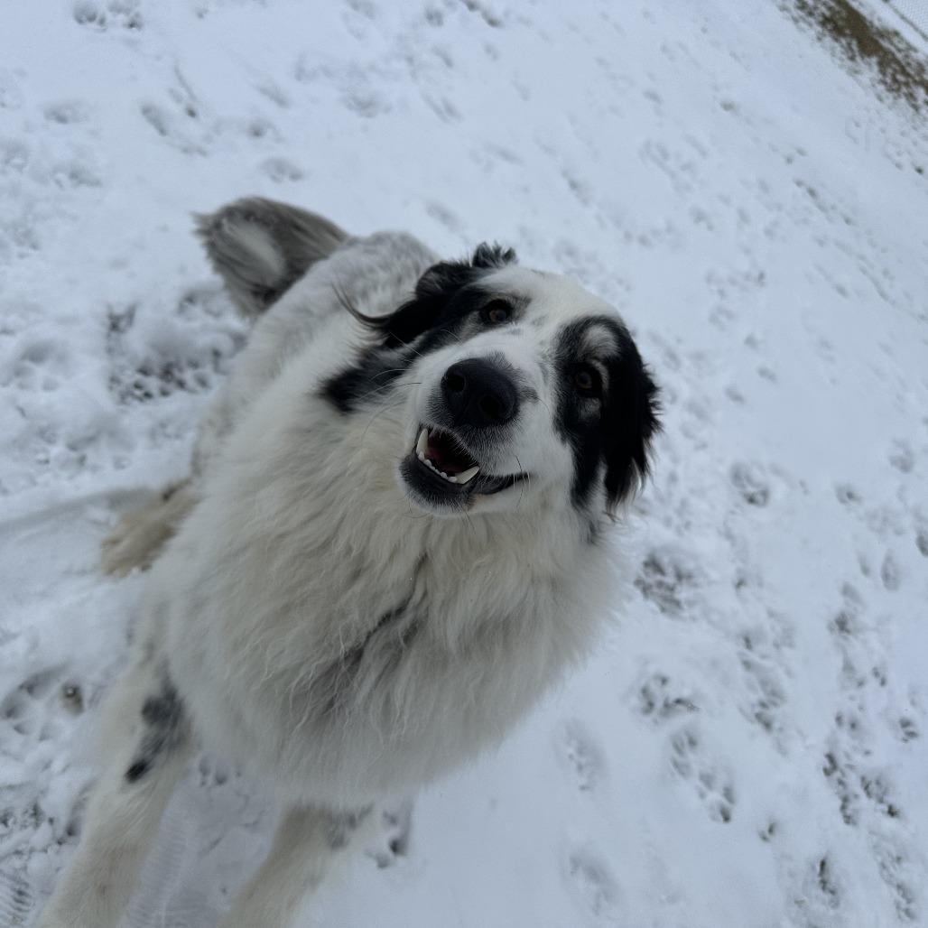 Enlarge Apollo, an adopted Great Pyrenees in Chippewa Falls, WI image 3/3