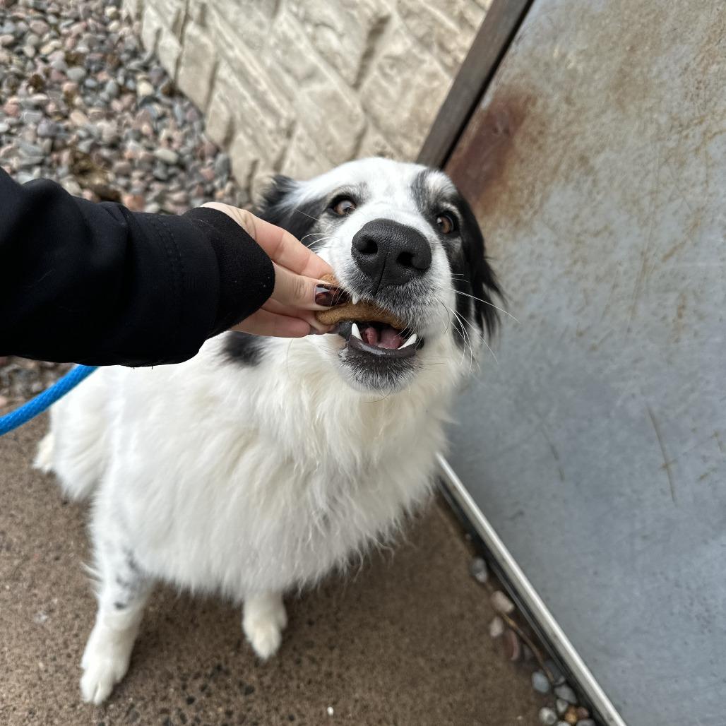 Enlarge Apollo, an adopted Great Pyrenees in Chippewa Falls, WI image 2/3