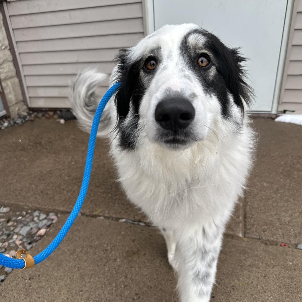 Apollo, ADOPTABLE, Adult Male Great Pyrenees.