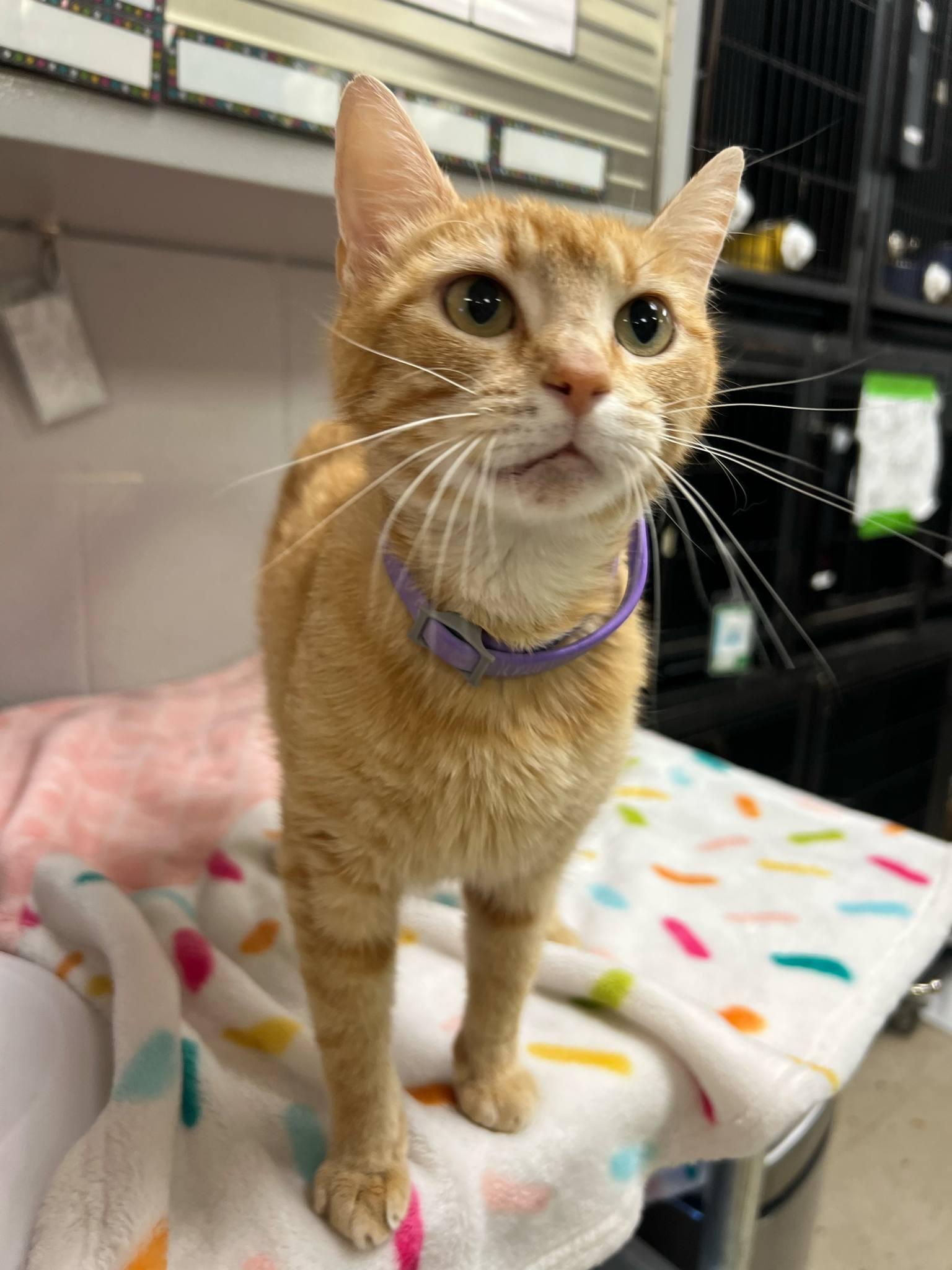 Marley (Tiff-fostered in New England), Adult Female Tabby