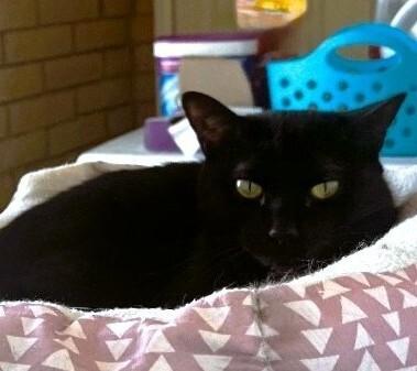 Lucy, Adoptable, Adult Female Domestic Short Hair.