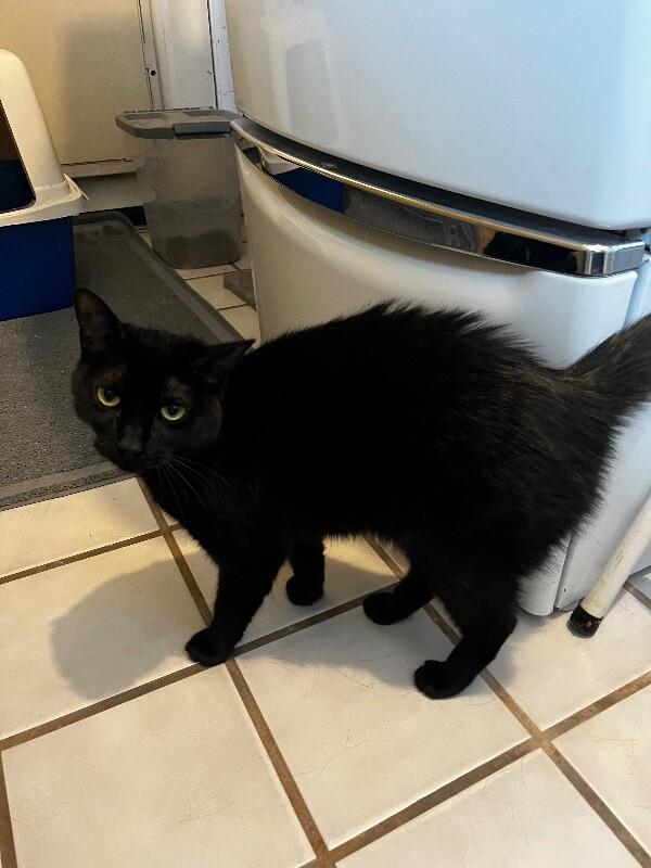 Enlarge Lucy, a Adoptable mixed breed in Anthem, AZ image 2/6