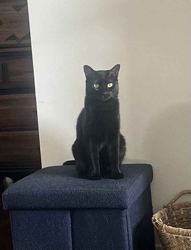 Enlarge Lucy, a Adoptable mixed breed in Anthem, AZ image 3/6