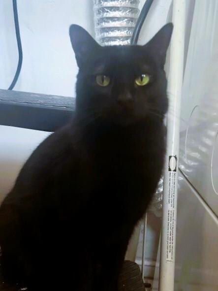 Enlarge Lucy, a Adoptable mixed breed in Anthem, AZ image 4/6