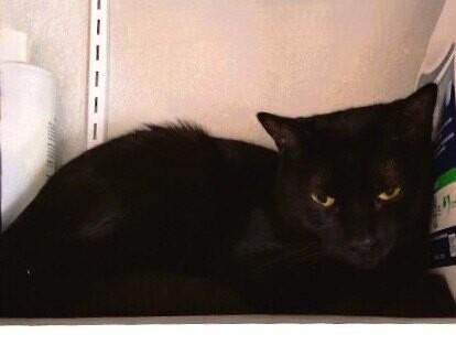 Enlarge Lucy, a Adoptable mixed breed in Anthem, AZ image 5/6