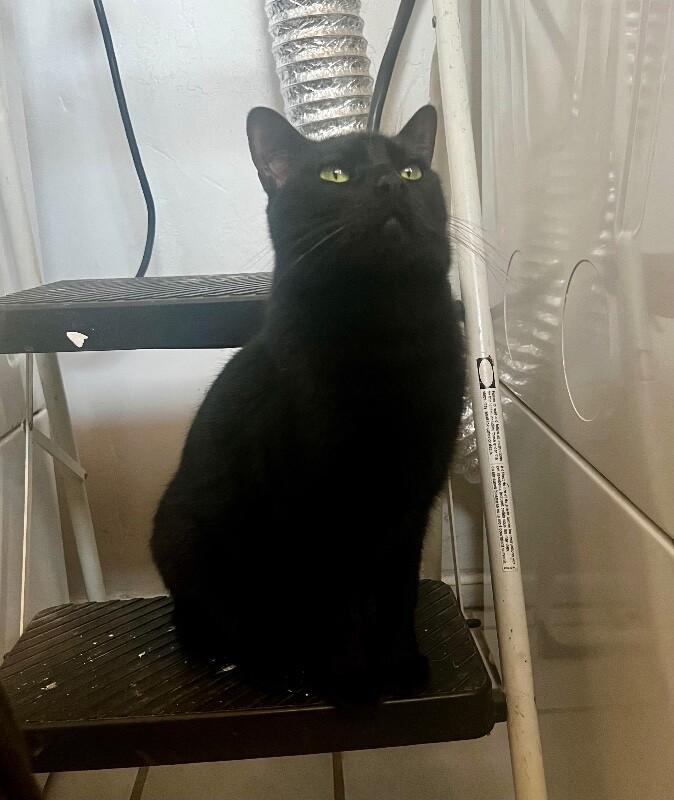 Enlarge Lucy, a Adoptable mixed breed in Anthem, AZ image 6/6