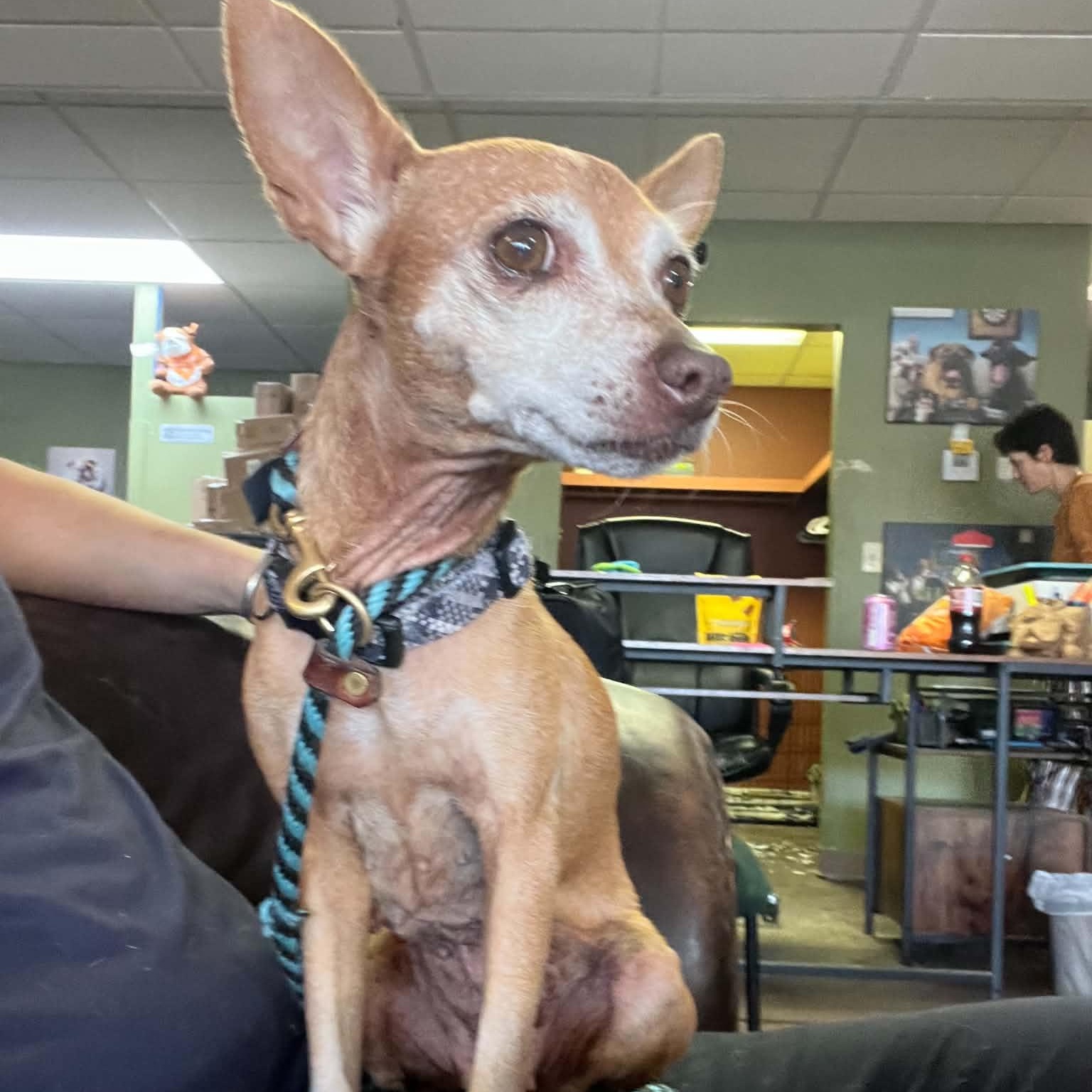 Enlarge Romy, a Adoptable mixed breed in Williston, VT image 4/6
