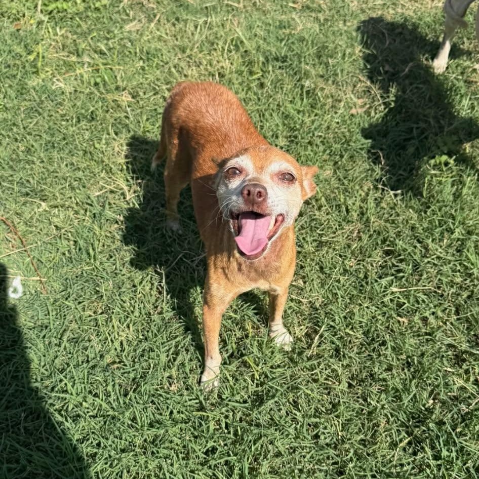 Enlarge Romy, a Adoptable mixed breed in Williston, VT image 2/6