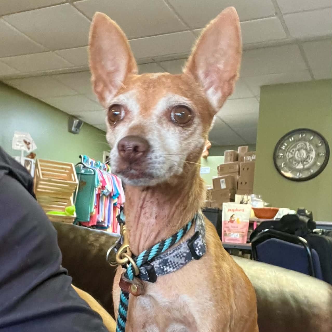 Romy, Adoptable, Adult Female Chihuahua.