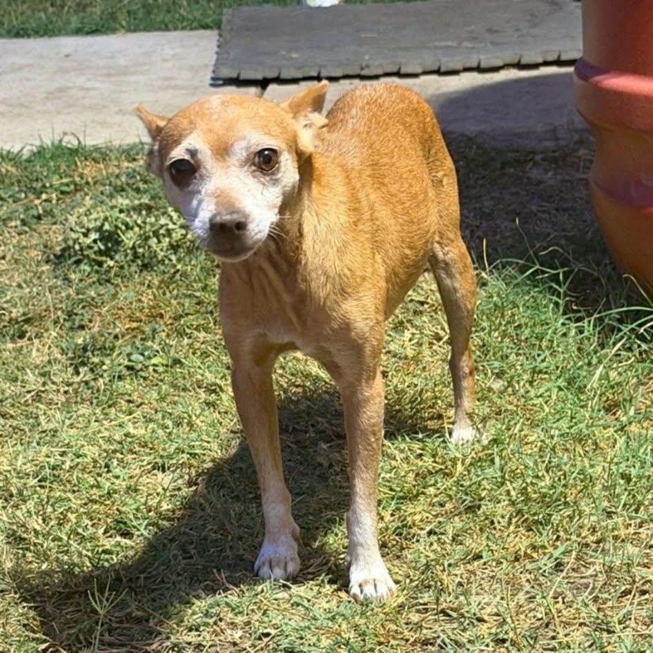 Enlarge Romy, a Adoptable mixed breed in Williston, VT image 3/6