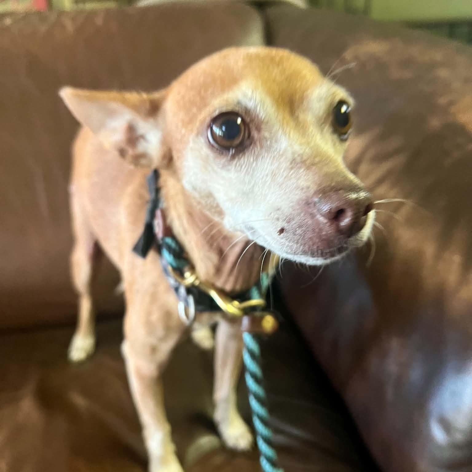 Enlarge Romy, a Adoptable mixed breed in Williston, VT image 5/6