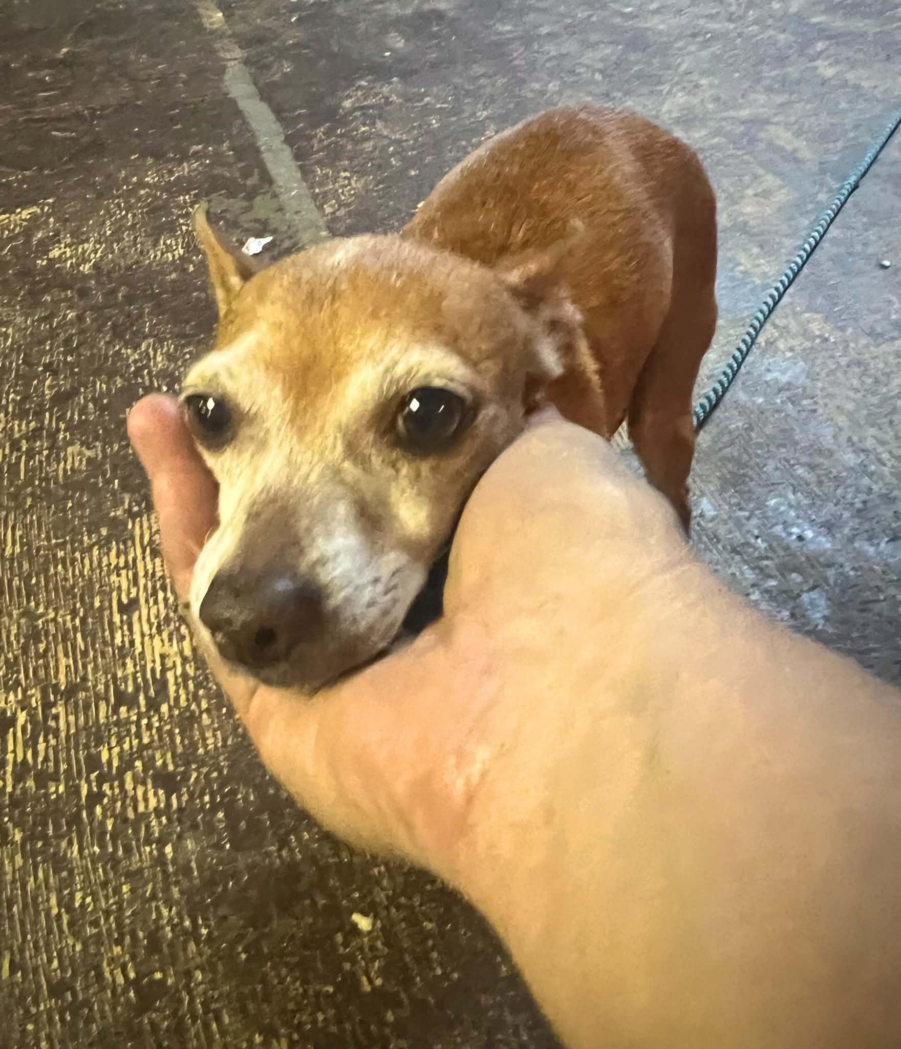 Enlarge Romy, a Adoptable mixed breed in Williston, VT image 6/6