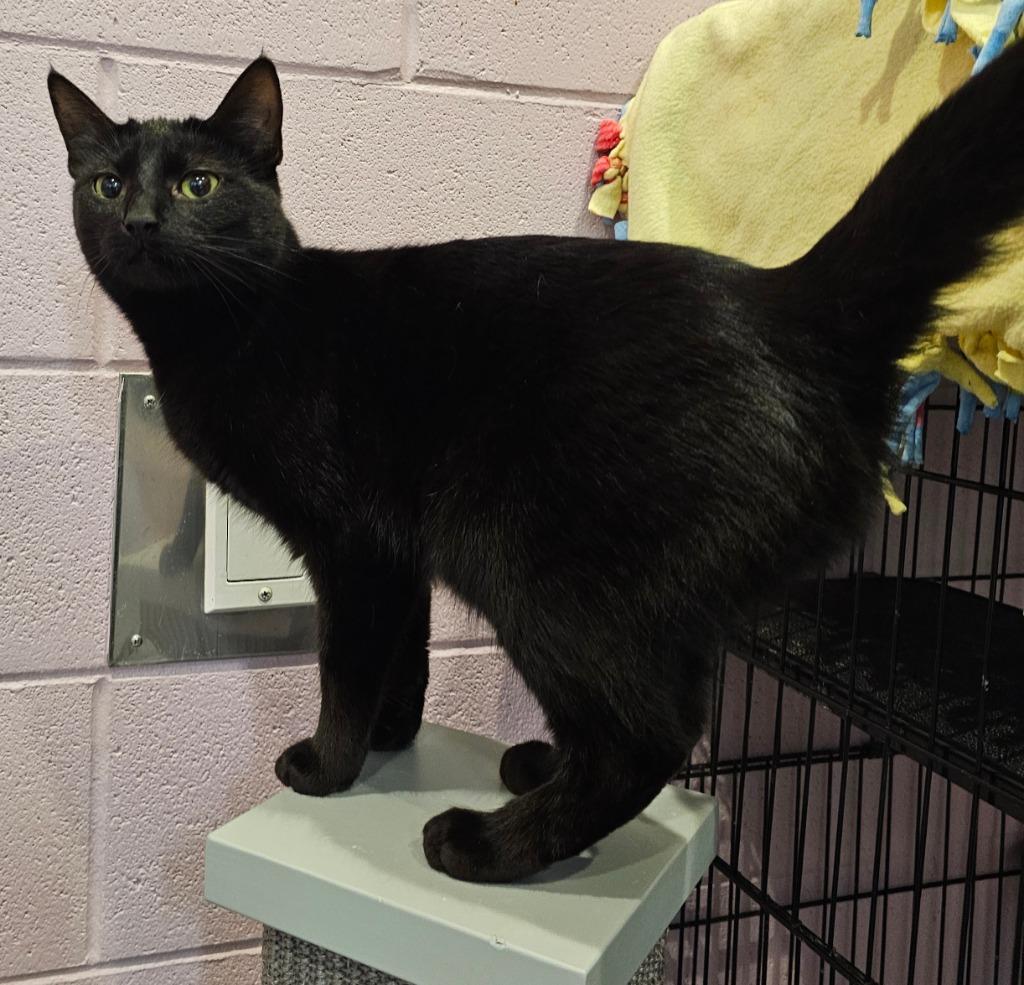 Subaru, a Adoptable mixed breed in South Bend, IN image 1/3