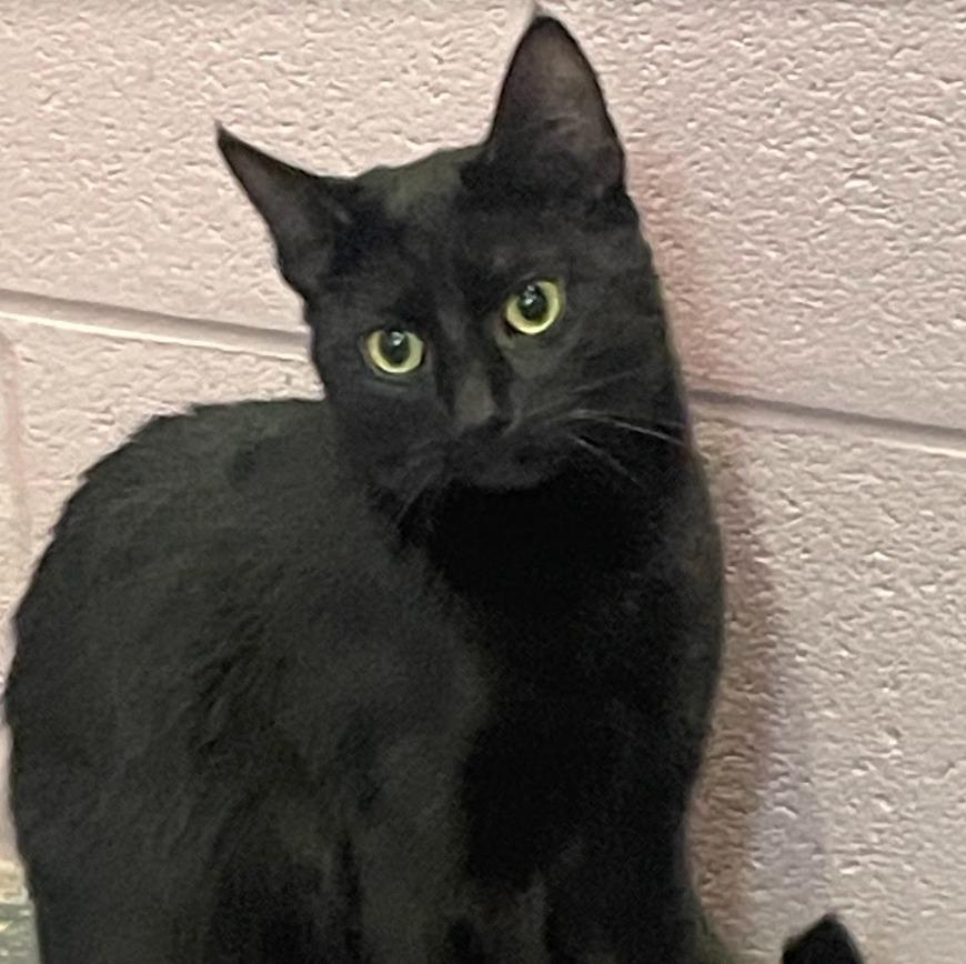 Subaru, a Adoptable mixed breed in South Bend, IN image 2/3
