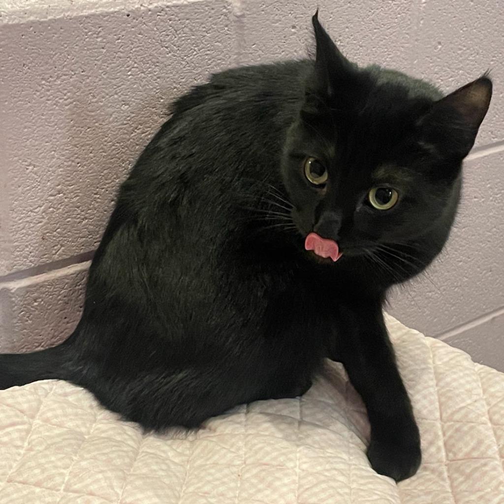 Subaru, a Adoptable mixed breed in South Bend, IN image 3/3