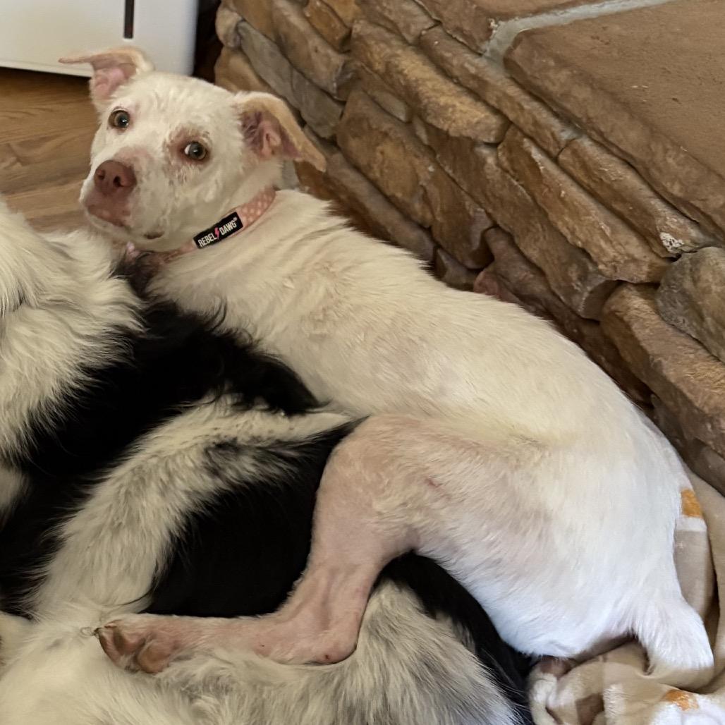 Enlarge Moonpie, a Adoptable mixed breed in Duck River, TN image 1/2
